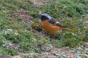 地面に佇むジョウビタキの雄