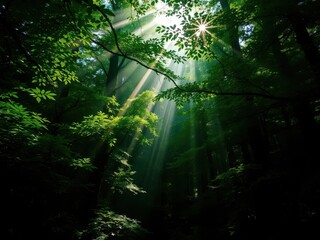 Sunbeams in a Lush Green Forest