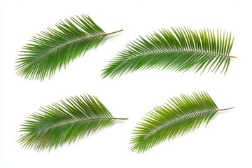 Set of Tropical leaves isolated on white background. Beautiful tropical exotic foliage
