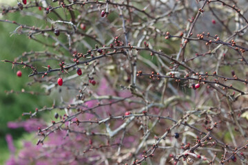Des bourgeons dans le début de leur vie, au début du printemps. Bientôt, ils pourront éclore en de magnifiques fleurs