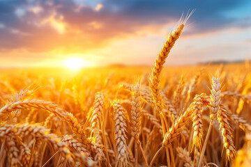 Fototapeta premium Golden Wheat Field Sunset Landscape (1)