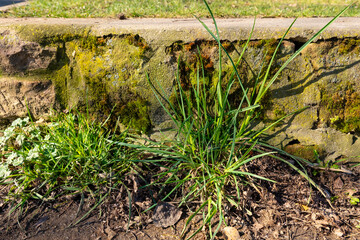 Green grass and weeds growing near an old stone wall in a sunny garden area during springtime