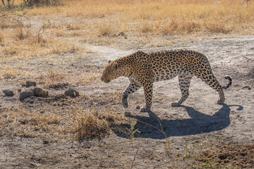 leopard looking for prey in African savanna botswana  (Panthera pardus)