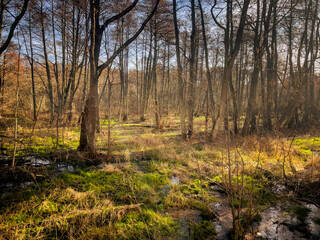 Sunlight filters through the trees illuminating a lush swamp area Grasses and moss thrive amidst the still water creating a serene peaceful environment