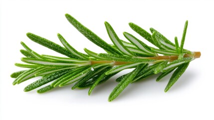 Fototapeta premium Fresh Rosemary Sprig with Long Needle-like Leaves Isolated on White Background. Generative AI