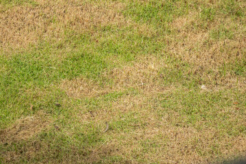 Green grass and damage dry grass texture background