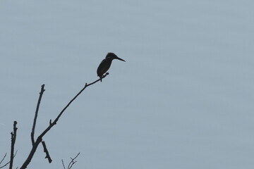common kingfisher in a forest