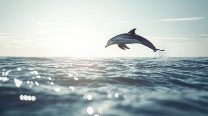 Dolphin leaping from ocean, backlit by sun.