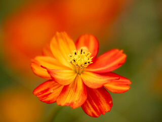 秋の公園や花壇を彩るコスモス（キバナコスモス）のある風景。背景。自然風景素材。繊細な筒状花の様子