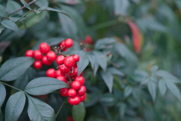 Bacche di Nandina Domestica