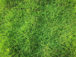 Green grass texture background Top view of bright grass garden Idea concept used for making green backdrop, lawn for training football pitch, Grass Golf Courses green lawn pattern textured background.