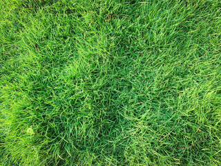 green grass background, Focus on the surface of the lawn green, Green grass texture background Top view of bright grass garden Idea concept used for making green backdrop, lawn for training football.