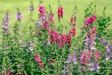 Obraz premium Angelonia Flowers in Full Bloom with a Green Background
