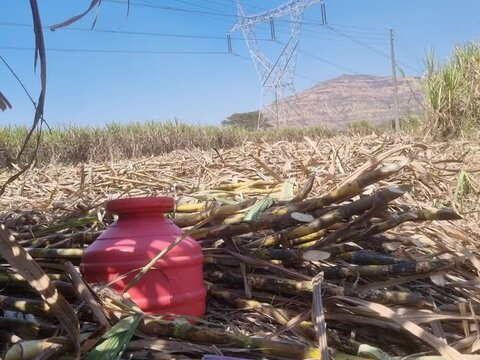Closeup of a waterpot utensil of drinking water in the farm to fulfill basic needs and management to hydrate sugarcane workers in India