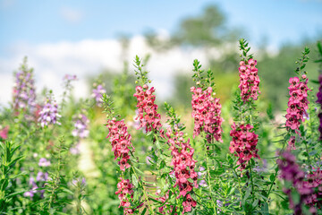 Pink Angelonia Flowers Blooming in a Sunny Garden