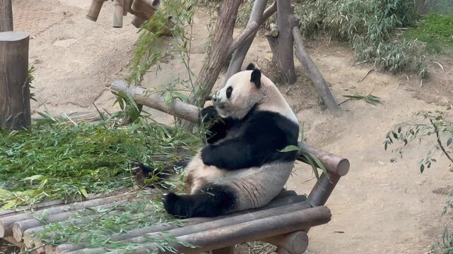 Panda family is eating bamboo at the zoo.