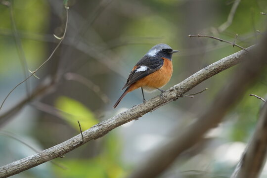 The northern redstart perched gracefully on a tree branch. - Powered by Adobe
