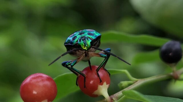 Stunning jewel bug with vibrant color wings rests on a green leaf in a summer garden, captured in a close-up macro shot, showcasing the fascinating world of insect fauna and garden wildlife in nature.