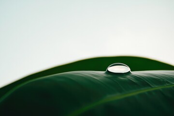 Glistening water droplet rests on vibrant green leaf showcasing