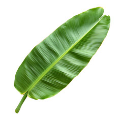green banana Leaf isolated white and transparent background