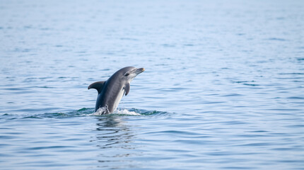 Fototapeta premium dolphins jumping out of the water