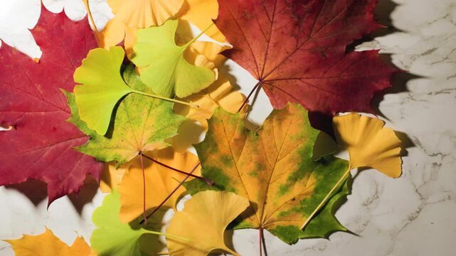 Overlay of autumn leaves on marble, fall leaves, seasonal overlay. 4K 24FPFS