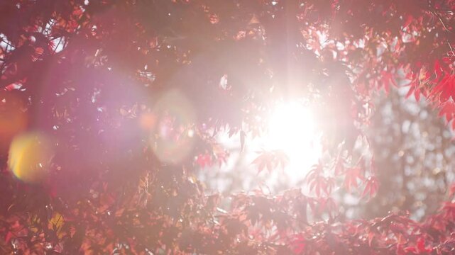 Fall trees with sunlight coming through, autumn trees, fall season, fall leaf. 4K 24FPS