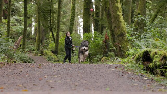 Dog and owner playing fetch in the forest, dog owner, happy dog, Bernadoodle, forest trail. 4K 24FPS