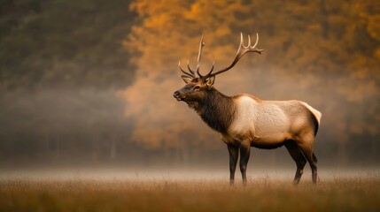 Fototapeta premium Majestic elk stands in misty landscape, surrounded by golden aut