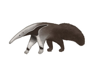 Illustration of giant anteater, myrmecophaga tridactyla, without background 