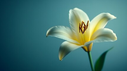 Elegant White Lily on a Teal Background Minimalist Floral Photography with Copy Space