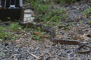 Snake Slithering Across Gravel Path Toward Drainage Grate – Reptile with Dark and Light Patterns in Outdoor Setting with Grass, Dry Leaves, and Textured Stones in Natural Habitat
