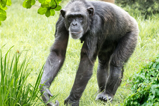 The western lowland gorilla is one of two Critically Endangered subspecies of the western gorilla - Powered by Adobe