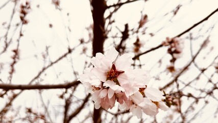 Almond Tree with White Flowers on a Cloudy Day.