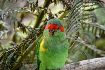 The musk lorikeet is mainly green and it is identified by its red forehead, blue crown and a distinctive yellow band on its wing.