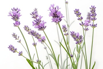 Naklejka premium Soothing Blooms: Delicate Lavender Flowers for a Serene Aesthetic