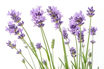 Soothing Blooms: Delicate Lavender Flowers for a Serene Aesthetic