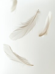 Obraz premium Soft floating feathers create a dreamy atmosphere on a serene white background in high key composition