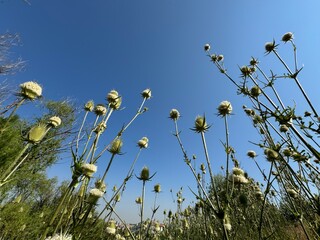 Dipsacus laciniatus flowers blooming. Blooming cutleaf teasel in summer. Thistle cut leaf teasel or...