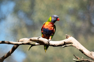 the rainbow lorikeet is perched on a branch