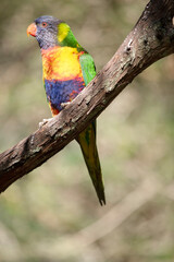 the rainbow lorikeet is perched on a branch