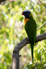 the rainbow lorikeet is perched in a tree