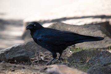 The Australian raven is an all black-bird with a black beak, mouth and tongue and sturdy black or grey-black legs and feet.