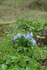 Close-up of blue flowers of wild iris