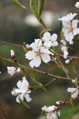 Almond Blossoms in Ronda, Andalucia