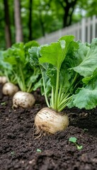 Homegrown beets, Fresh Beets Growing In Garden Bed, Organic gardening concept, Healthy Food