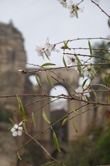 Almond Blossoms in Ronda, Andalucia
