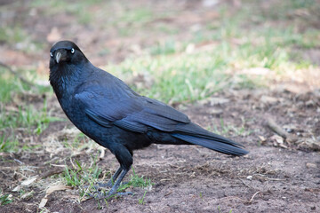 the Australian raven is a black bird with white eyes and grey feet and beak