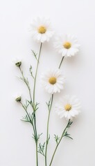 Obraz premium Five White Daisies with Yellow Centers on Stems, Isolated on White Background, With Ample Copy Space