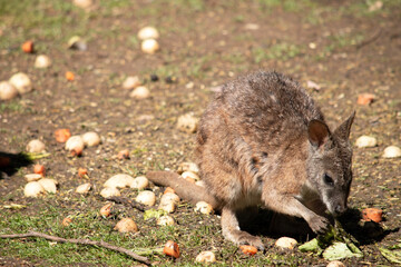 the red necked wallaby is eating a vegtable